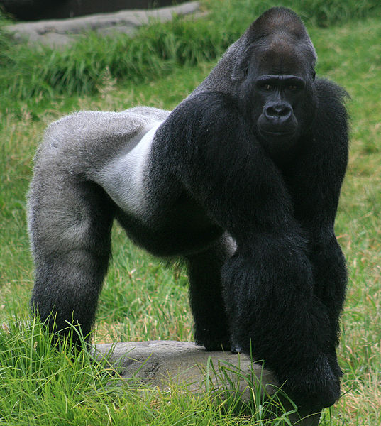Male gorilla Republique du Congo